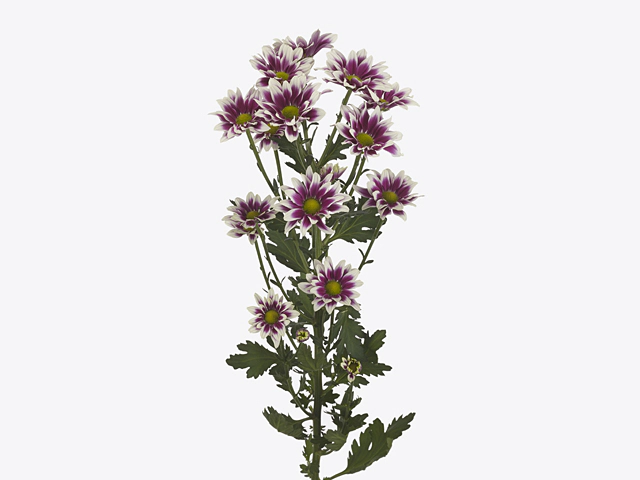 Chrysanthemum (Indicum Grp) spray All-In