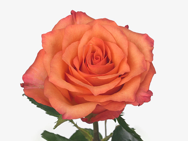 Роза крупноцветковая "Batik"