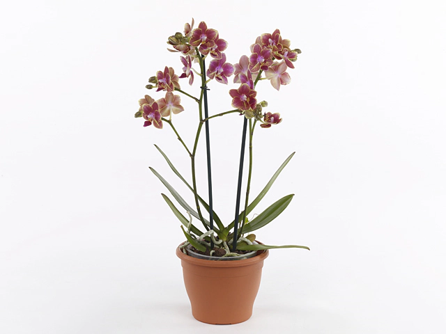 Phalaenopsis Multifloratypes Bowdion