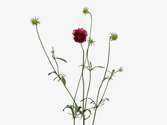 Scabiosa atropurpurea Matisse