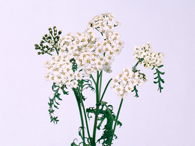Achillea millefolium 'Masterclass White'