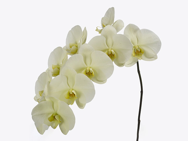 Phalaenopsis per flower Limon Bella