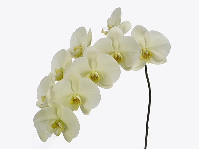 Phalaenopsis per branch Limon Bella