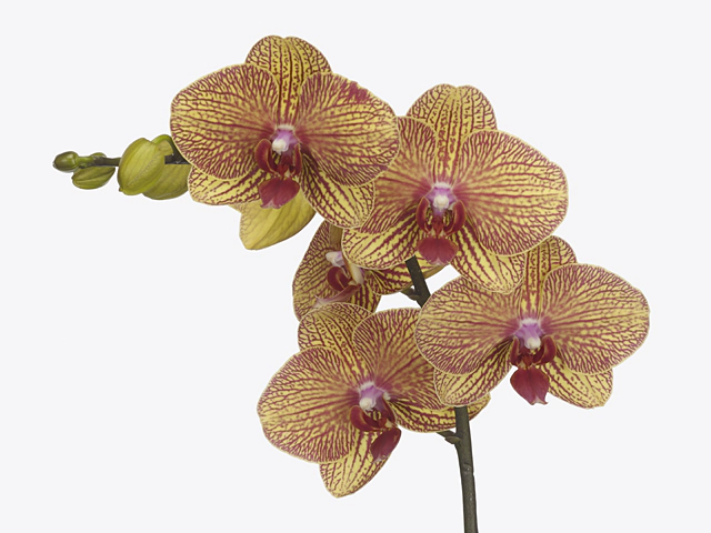 Phalaenopsis per branch KV Beauty