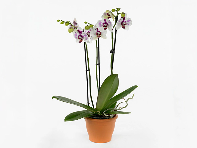 Phalaenopsis 'Harlequin 73'