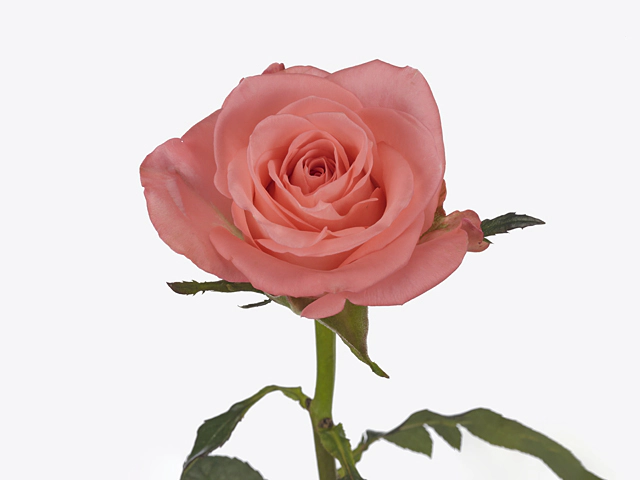 Роза крупноцветковая "Unicorn"