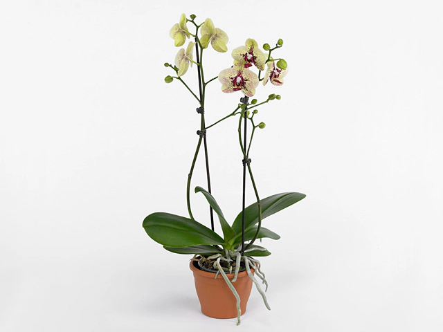Phalaenopsis 'Fata Morgana'