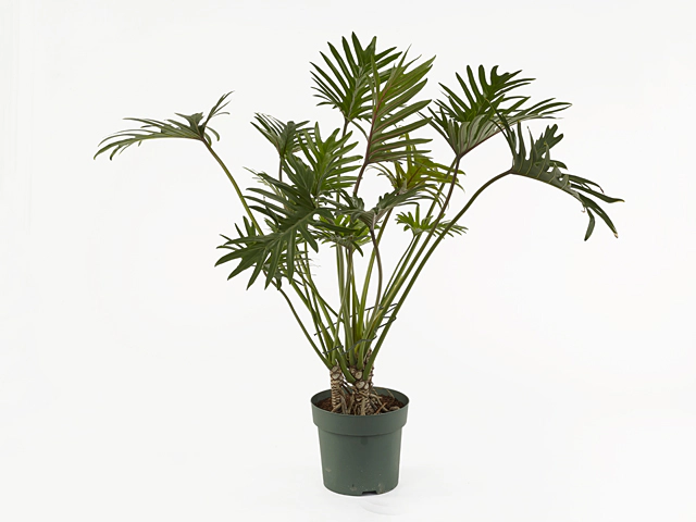 Philodendron 'Xantal'