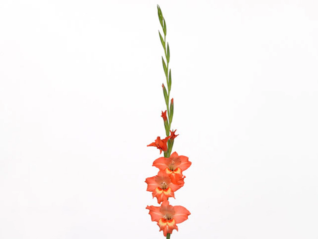 Гладиолус мелкоцветковый "Valda"