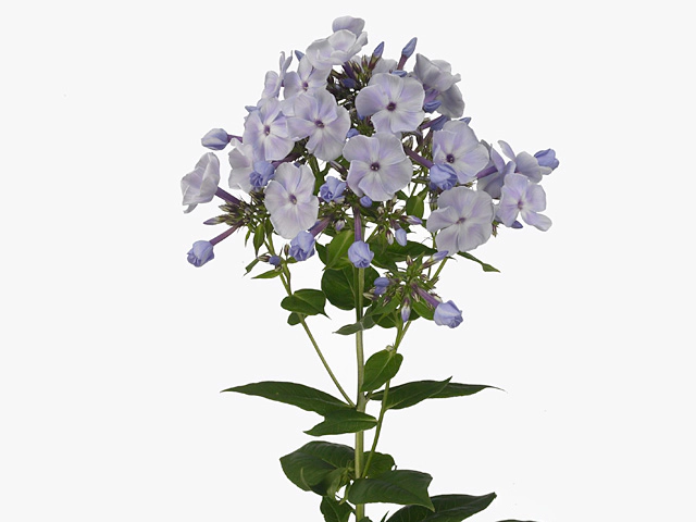 Phlox (Paniculata Grp) Miss Lolita