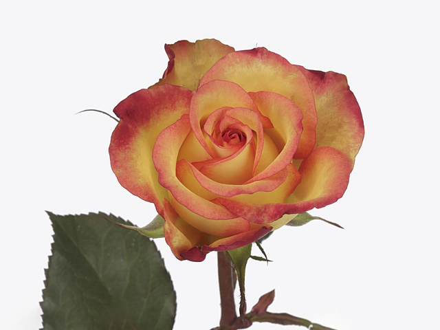 Роза крупноцветковая "Spelummer"