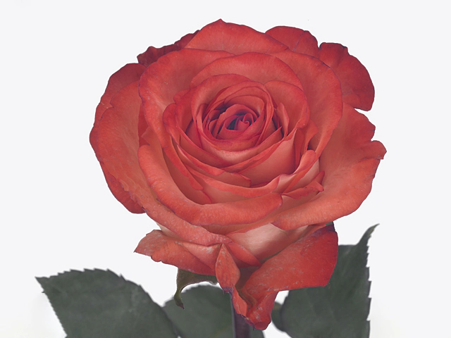 Роза крупноцветковая "Icon"