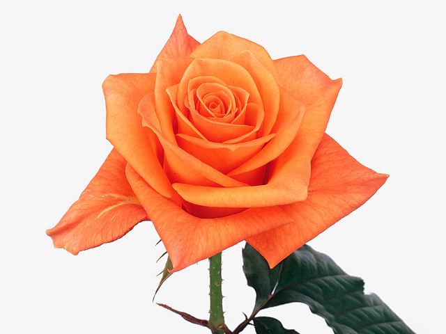 Роза крупноцветковая "Apricot@"