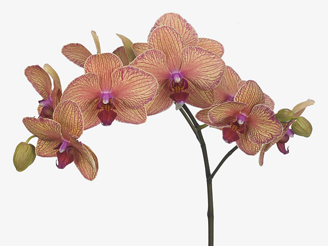 Phalaenopsis per branch Baldan's Kaleidos 'Golden Treasure'