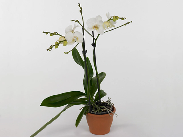 Phalaenopsis 'Ve White'