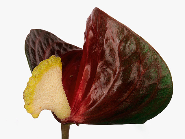 Anthurium (Andreanum Grp) Shell Coral