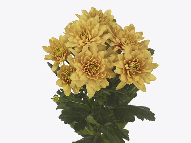 Chrysanthemum (Indicum Grp) spray Pastela Orange