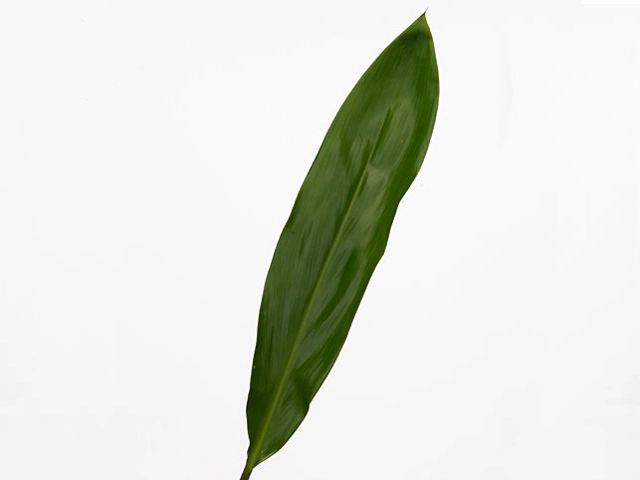 Cordyline fruticosa 'Green Ti'