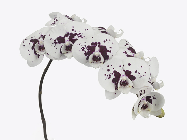 Phalaenopsis per branch Chian Xen Panda Wine Drops