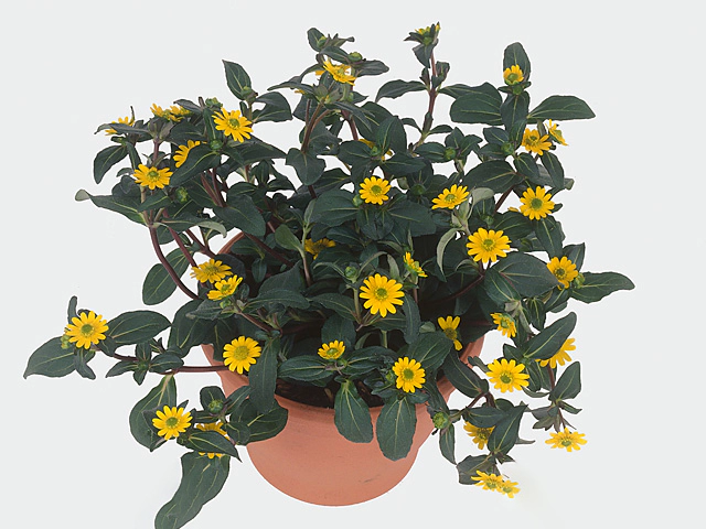 Sanvitalia Cuzco Trailing Yellow