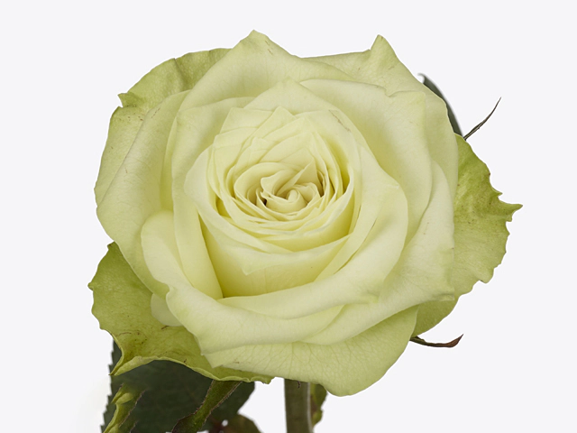 Роза крупноцветковая "Muru@"