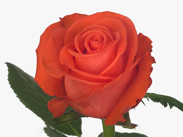 Роза крупноцветковая "Award"