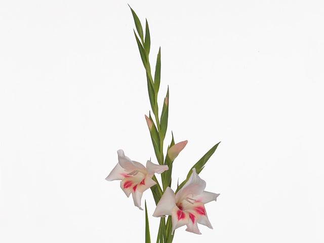 Gladiolus nanus 'Elvira'