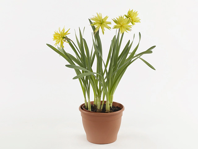 Narcissus (Double Grp) 'Rip van Winkle'