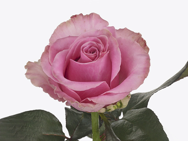 Роза крупноцветковая "Honey Avalanche+"