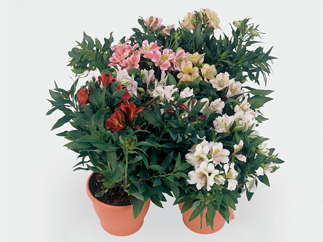 Alstroemeria Colorita mixed