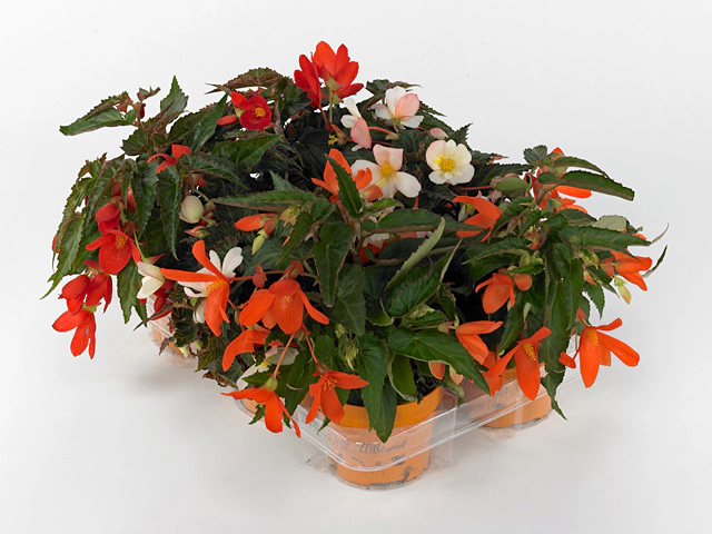 Begonia Waterfall Dreams mixed