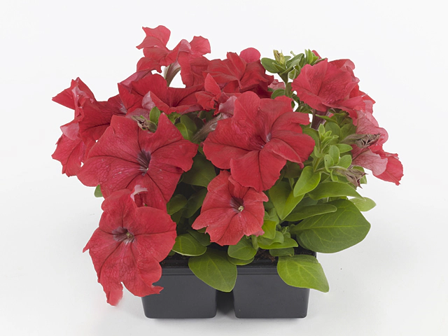 Petunia 'Limbo Red'