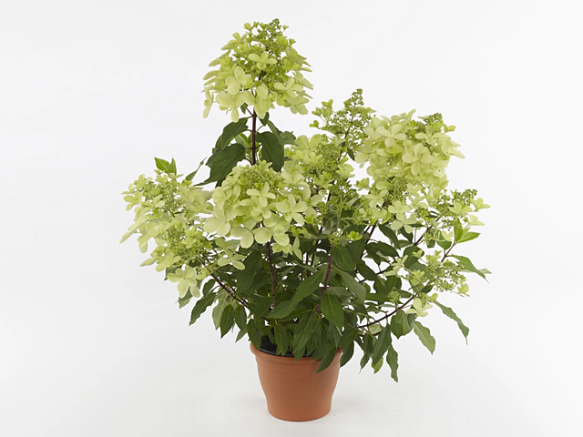 Hydrangea paniculata Panzola