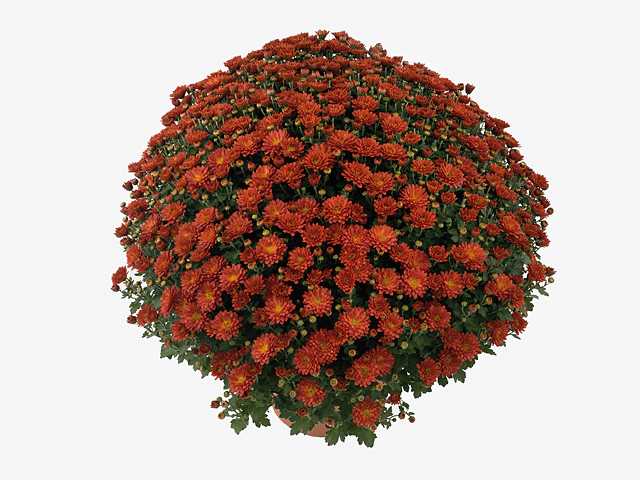 Хризантема индийская "Sapiro Red"