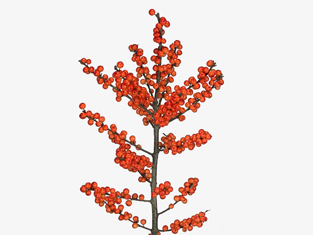 Ilex verticillata Oudijk's Orange