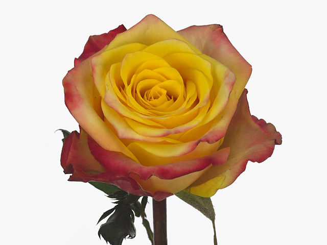 Роза крупноцветковая "On Air"