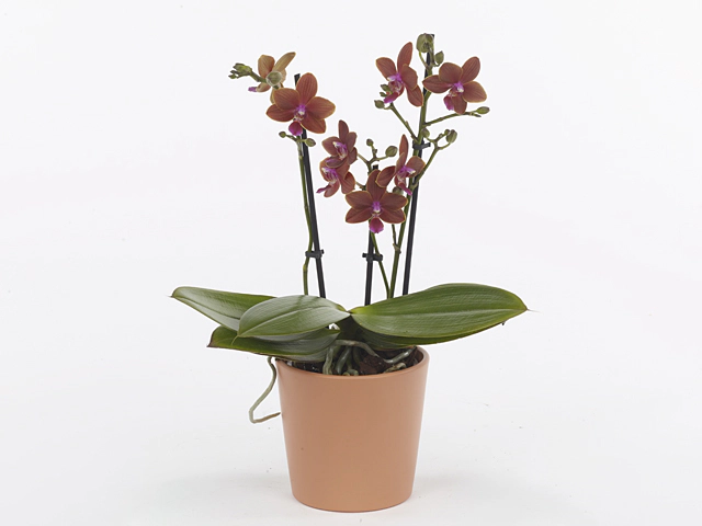 Phalaenopsis Multifloratypes 'Cl62'