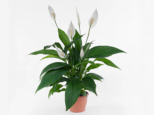 Spathiphyllum 'Sweet Gino'