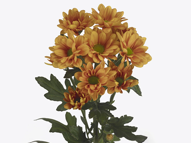 Chrysanthemum (Indicum Grp) spray Kaya+