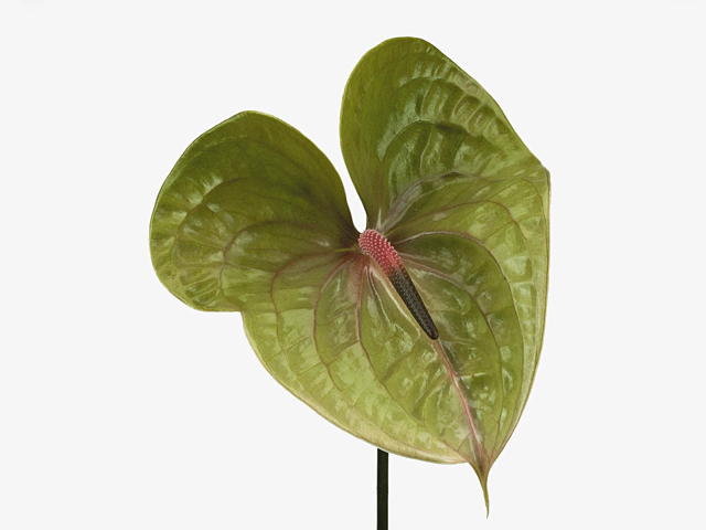 Anthurium (Andreanum Grp) Pistache