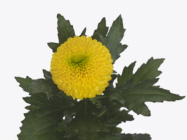 Chrysanthemum (Indicum Grp) disbudded Brasiliana'