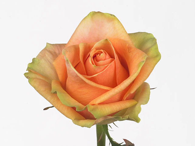 Роза крупноцветковая "Finess"