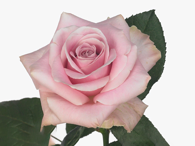 Роза крупноцветковая "Pink Avalanche+"