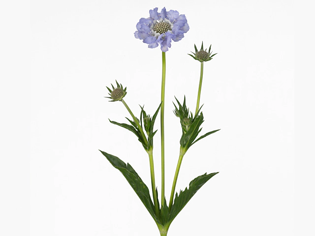 Scabiosa caucasica 'Midsummer Sky'