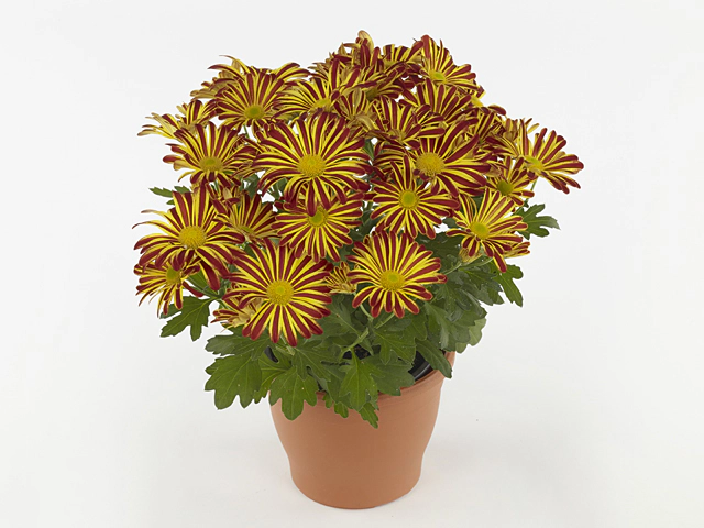 Chrysanthemum (Indicum Grp) Rainbow Circus