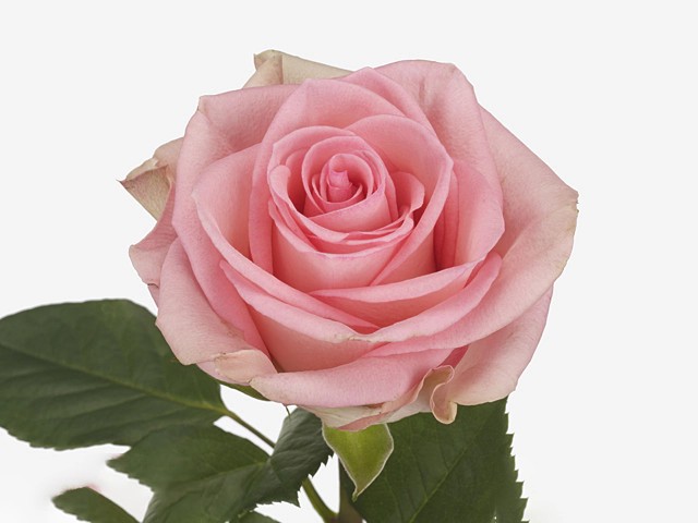 Роза крупноцветковая "Svetlana"