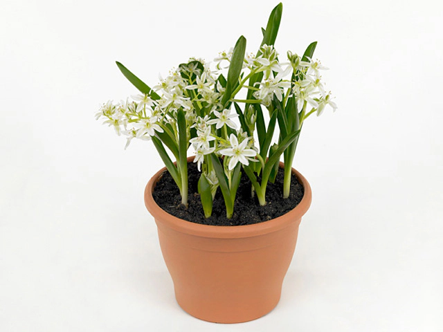 Ornithogalum balansae