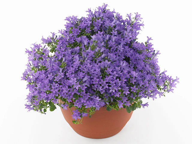 Campanula portenschlagiana Campala Iris