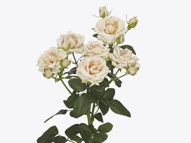 Роза спрей "Charming Irischka"