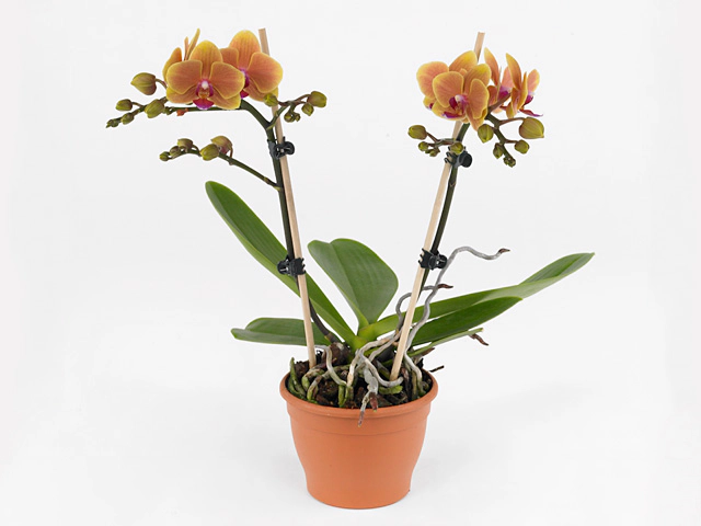 Phalaenopsis Multifloratypes Floriclone Grazia